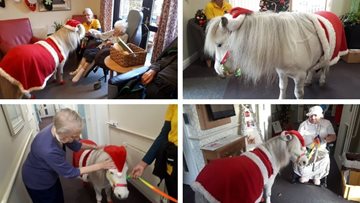 Festive cheer is all around as Sheffield care home welcomes new furry friend
